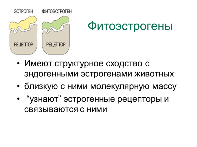 Фитоэстрогены Имеют структурное сходство с эндогенными эстрогенами животных близкую с ними молекулярную массу 